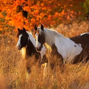 Stajnia u Zbyszka profile picture