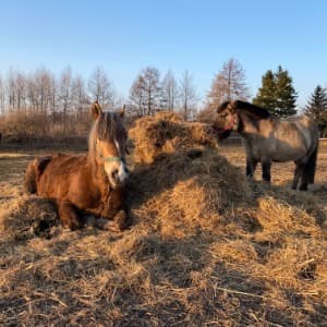 Equi-Support Stajnia Dolsk profile picture